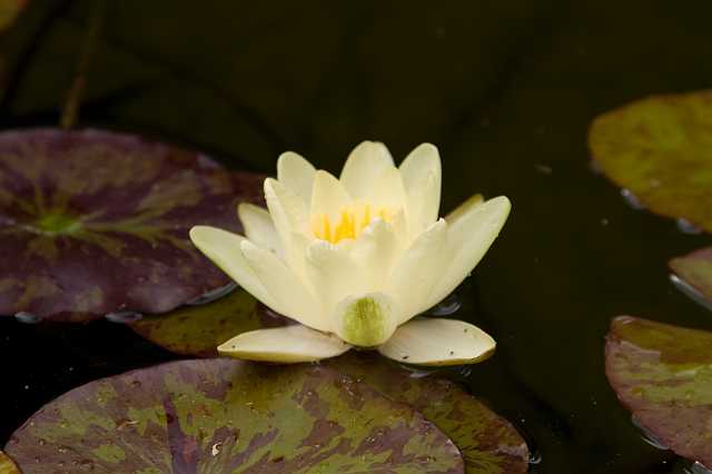 FH_VP_4279(Nymphaea marleacea yellow).jpg